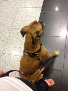 Part of my welcoming committee at the airport, 8 year-old boxer Amelie! We're best friends already.